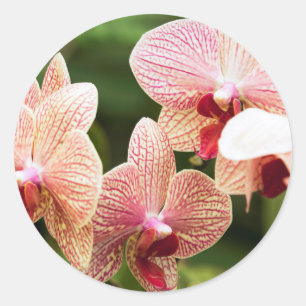 Orangide Orchideen-Hybride, Südafrika Runder Aufkleber