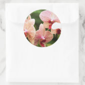 Orangide Orchideen-Hybride, Südafrika Runder Aufkleber (Tasche)