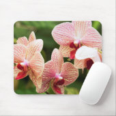 Orangide Orchideenhybride, Südafrika Mousepad (Mit Mouse)