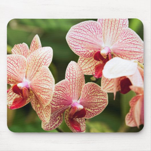 Orangide Orchideenhybride, Südafrika Mousepad (Vorne)