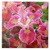 Orangrosa Iris Fliese (Vorderseite)