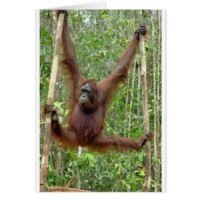 Orangutan (Vorne)