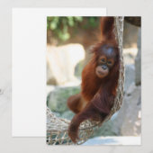 OrangUtan 001 Feiertagskarte (Vorne/Hinten)