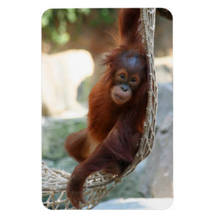 OrangUtan 001 Magnet