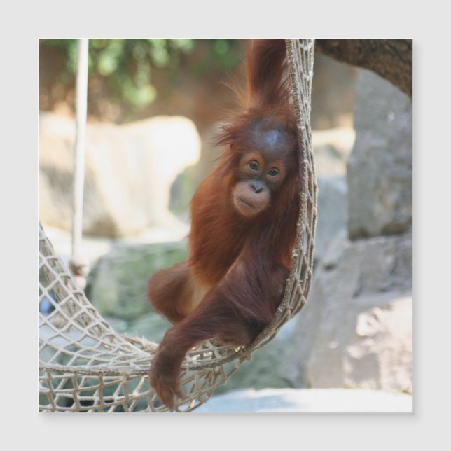 OrangUtan 001 Magnetkarte (Vorderseite)