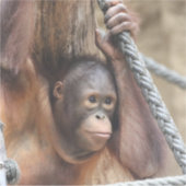 OrangUtan 002 Aufkleber (Vorderseite)