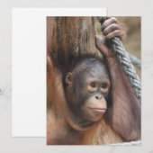 OrangUtan 002 Feiertagskarte (Vorne/Hinten)