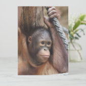 OrangUtan 002 Feiertagskarte (Stehend Vorderseite)