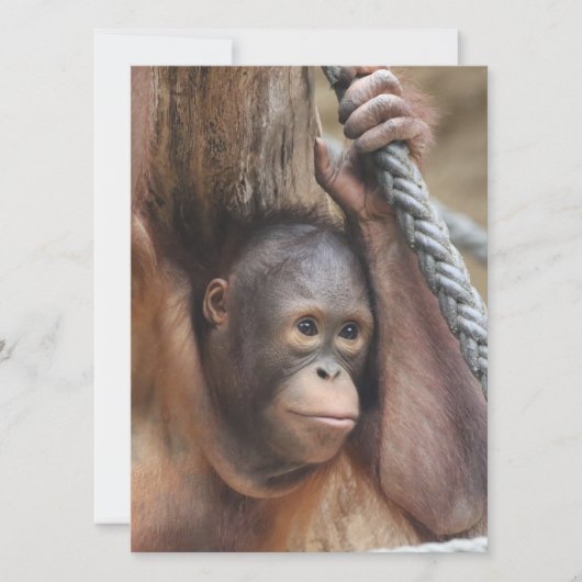 OrangUtan 002 Feiertagskarte (Vorderseite)