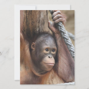 OrangUtan 002 Feiertagskarte