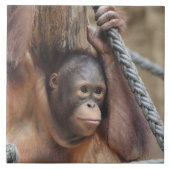 OrangUtan 002 Fliese (Vorderseite)