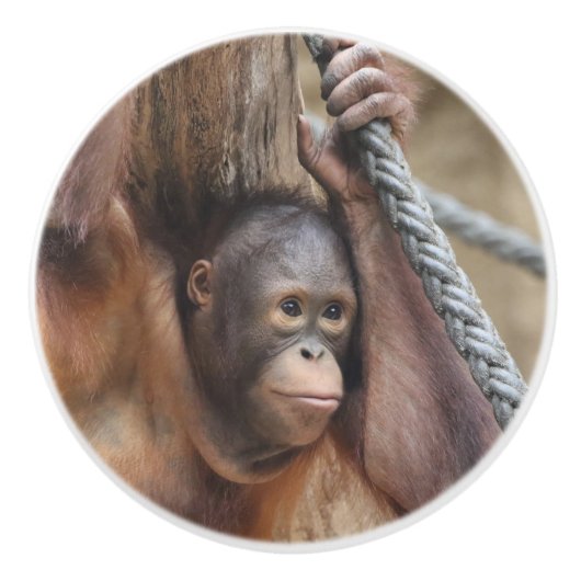OrangUtan 002 Keramikknauf (Vorderseite)