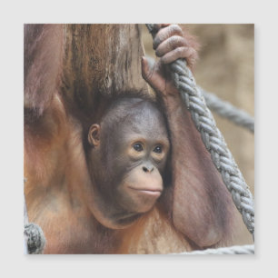OrangUtan 002 Magnetkarte