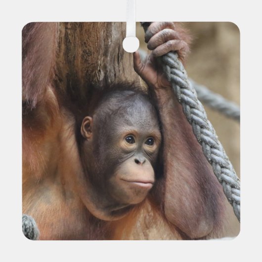 OrangUtan 002 Ornament Aus Metall (Vorderseite)