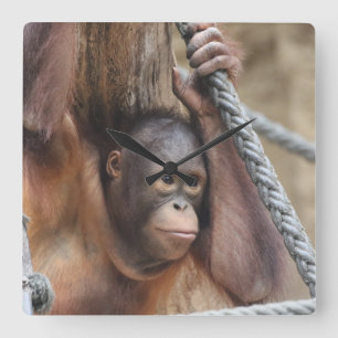 OrangUtan 002 Quadratische Wanduhr