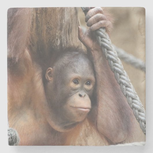 OrangUtan 002 Steinuntersetzer (Vorderseite)