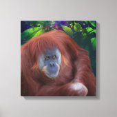 Orangutan 14x14 Strangierte Leinwand (Vorderseite)