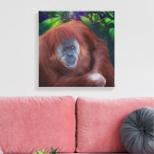 Orangutan 14x14 Strangierte Leinwand (Insitu (Wohnzimmer))