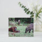 Orangutan Animal Borneo Postkarte (Stehend Vorderseite)