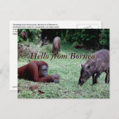 Orangutan Animal Borneo Postkarte (Vorne/Hinten)