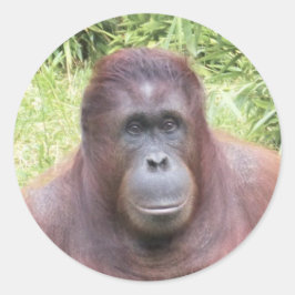 Orangutan Animal Portrait Foto Runder Aufkleber