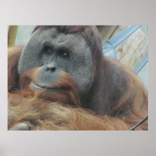 Orangutan, Ape, Affe, Tier, Naturwall Poster