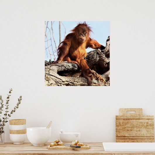 Orangutan Ape Monkey Artwork Foto Poster (Küche)