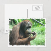 Orangutan Ape Postcard Postkarte (Vorne/Hinten)