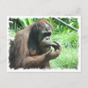 Orangutan Ape Postcard Postkarte