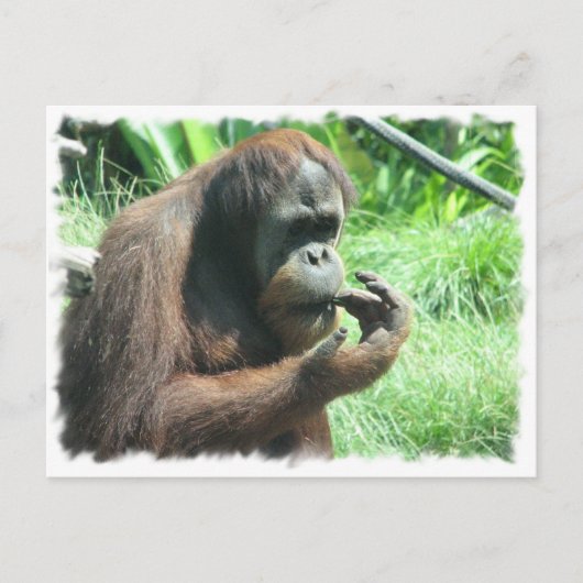 Orangutan Ape Postcard Postkarte (Vorderseite)