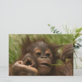 Orangutan Baby Briefpapier (Stehend Vorderseite)