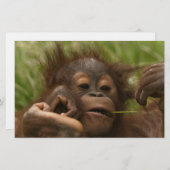 Orangutan Baby Briefpapier (Vorne/Hinten)