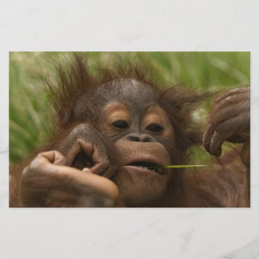Orangutan Baby Briefpapier (Vorderseite)