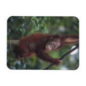 Orangutan Baby Climbing Liana Magnet (Horizontal)