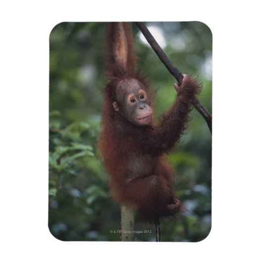 Orangutan Baby Climbing Liana Magnet (Vertikal)