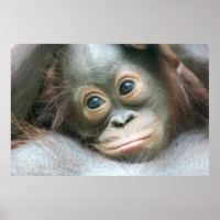 Orangutan Baby, das sich an seine Mutter klammert