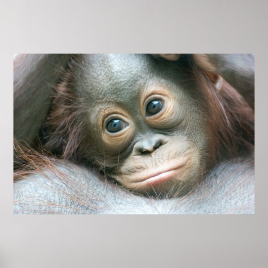 Orangutan Baby, das sich an seine Mutter klammert Poster (Vorne)