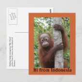 Orangutan Baby Hi aus Indonesien Postkarte (Vorne/Hinten)