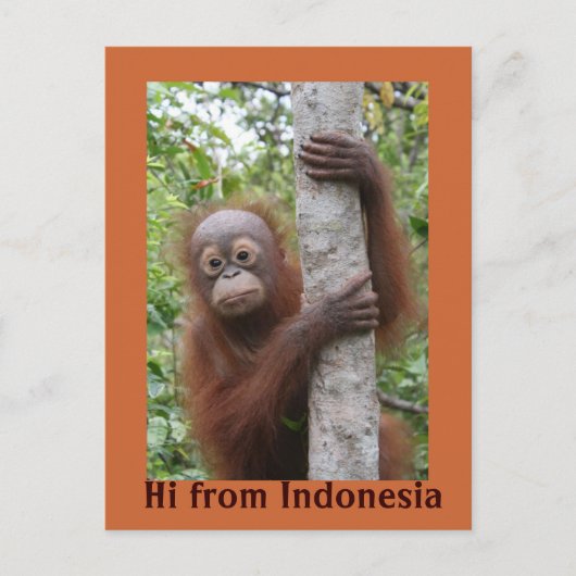 Orangutan Baby Hi aus Indonesien Postkarte (Vorderseite)