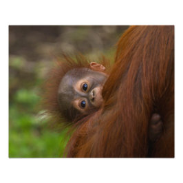 Orangutan Baby mit Flüchtige Blick Fotodruck