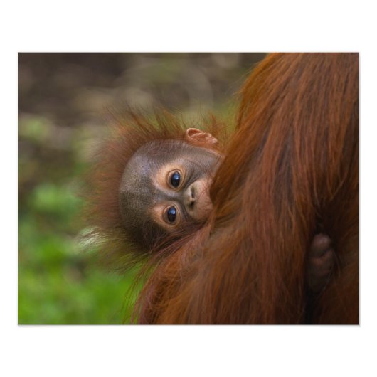 Orangutan Baby mit Flüchtige Blick Fotodruck (Vorne)