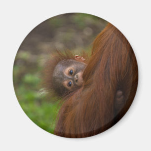 Orangutan Baby mit Flüchtige Blick Magnet