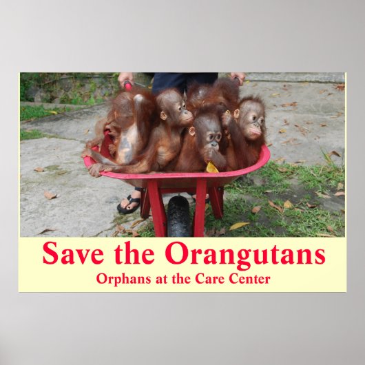 Orangutan Baby Orphans gehen zur Schule Poster (Vorne)