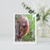 Orangutan Baby Uttuh im Regenwald Postkarte (Stehend Vorderseite)