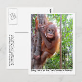 Orangutan Baby Uttuh im Regenwald Postkarte (Vorne/Hinten)