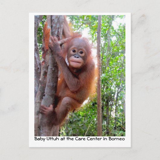 Orangutan Baby Uttuh im Regenwald Postkarte (Vorderseite)