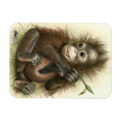 Orangutan Baby With Leaves Magnet (Horizontal)