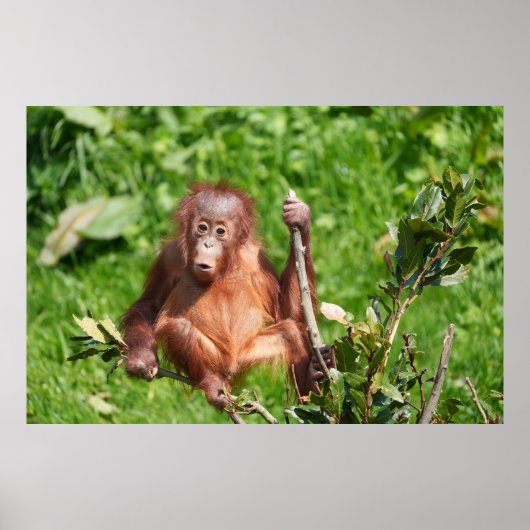 Orangutan Baby's Hoots Poster (Vorne)