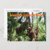 Orangutan-Babys in Borneo Postkarte (Vorne/Hinten)