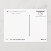 Orangutan-Babys in Borneo Postkarte (Rückseite)